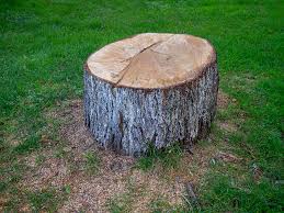 Professional Tree Services in Atmore, AL